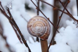 Natale Solare e Anno Nuovo