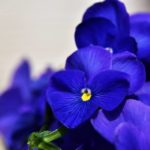 Meditazione del Fiore Blu a Firenze