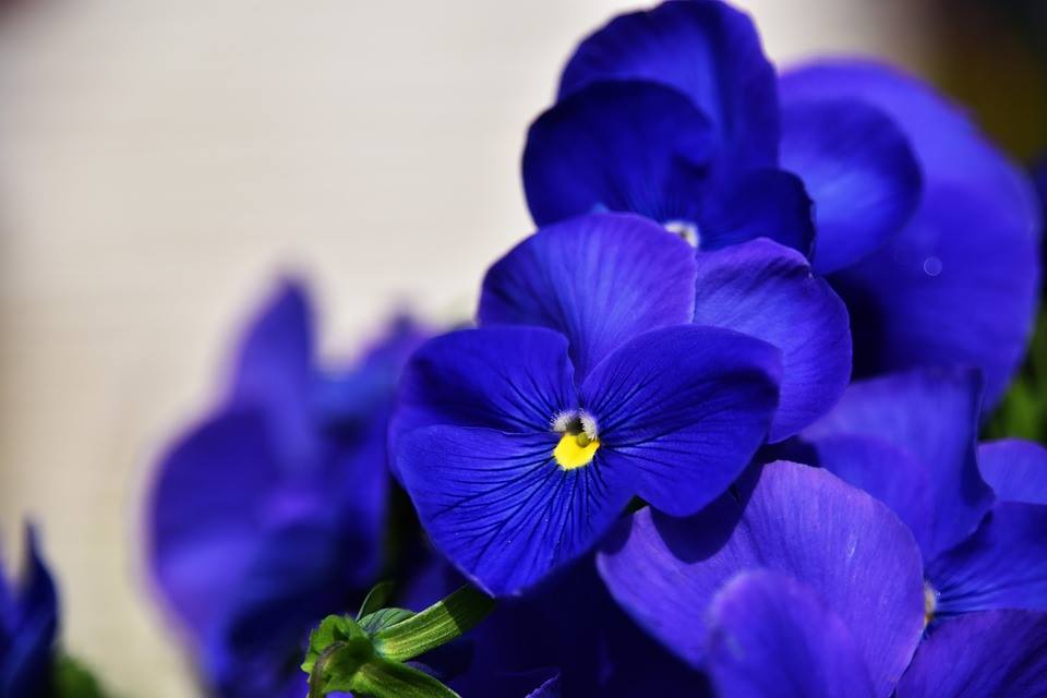 Meditazione del Fiore Blu a Firenze