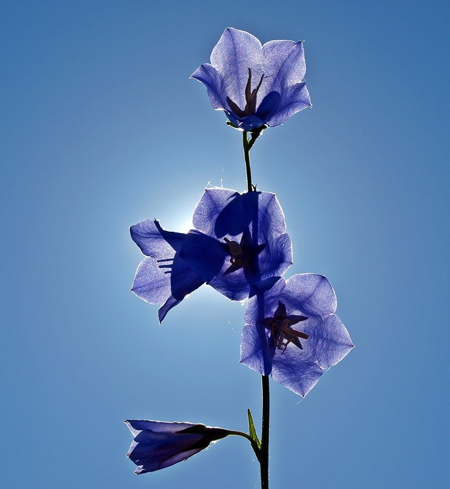 Meditazione del Fiore Blu a Firenze