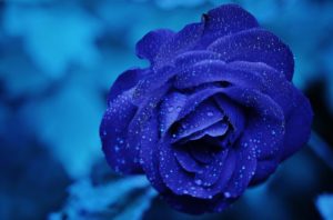 La Meditazione del Fiore Blu