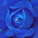 Meditazione del Fiore Blu a Firenze